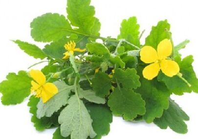 Celandine κατά του μύκητα των νυχιών